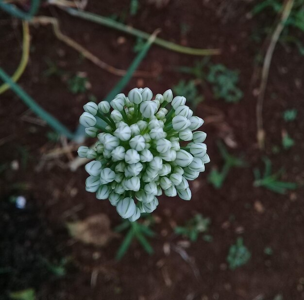 Photo close-up of flowering plant