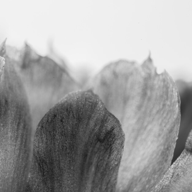 Photo close-up of flowering plant