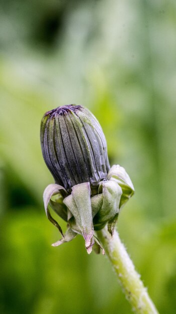 花を ⁇ かせる植物のクローズアップ