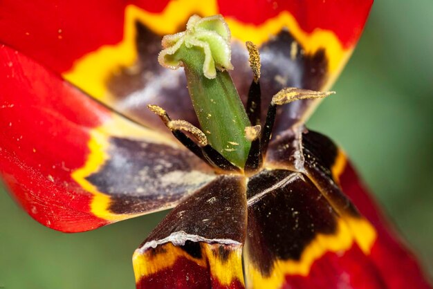 Photo close-up of flowering plant