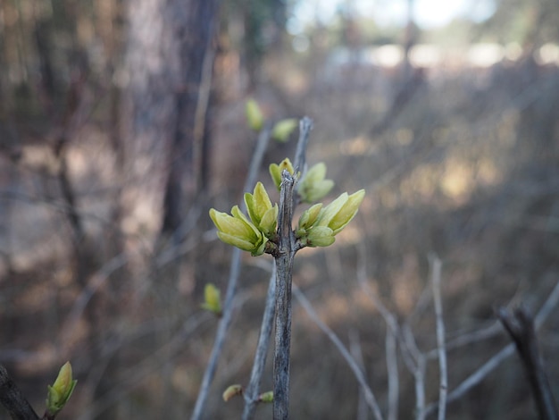 Photo close-up of flowering plant