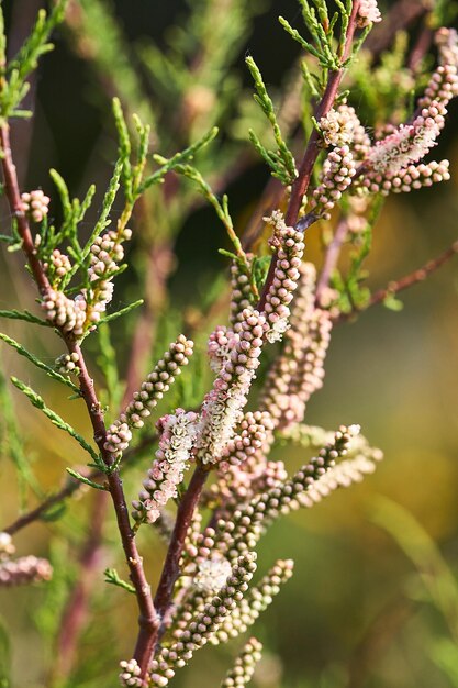 Photo close-up of flowering plant