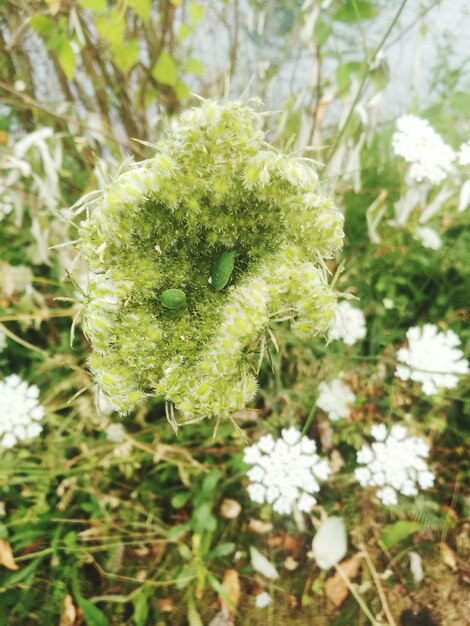 Close-up of flowering plant