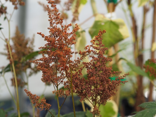 Photo close-up of flowering plant