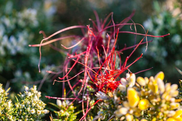 Foto close-up di una pianta da fiore