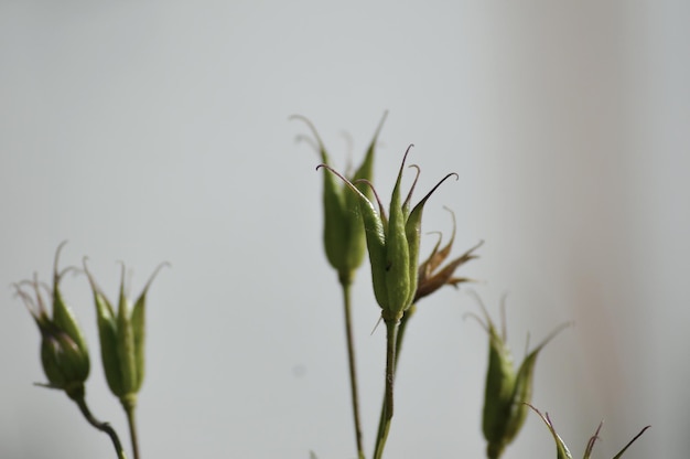 Foto prossimo piano di una pianta da fiore