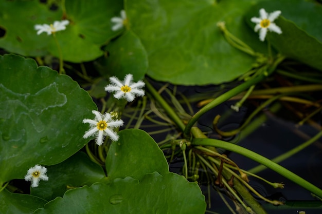 Foto prossimo piano di una pianta da fiore