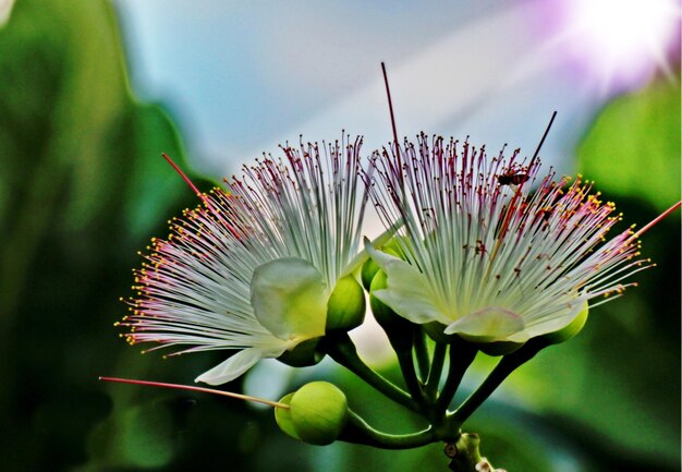 Photo close-up of flowering plant