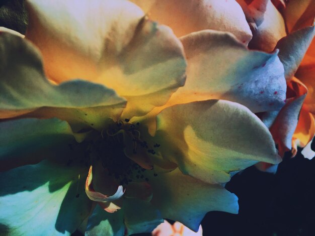 Photo close-up of flowering plant