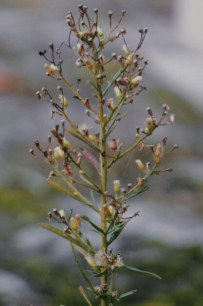 Foto prossimo piano di una pianta da fiore