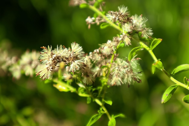 Foto prossimo piano di una pianta da fiore