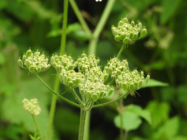 Close-up of flowering plant