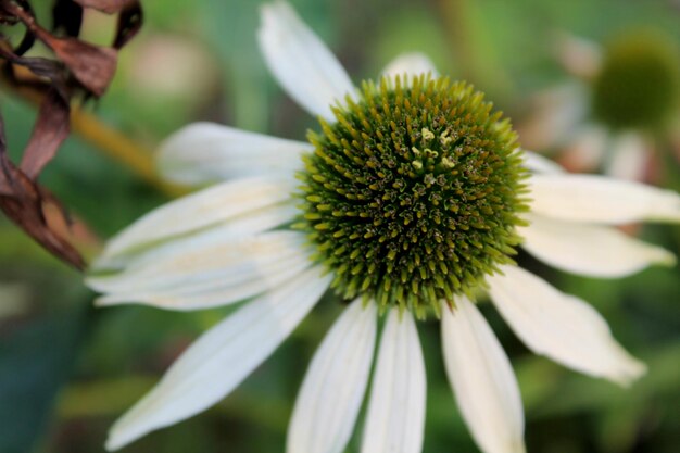 Close-up of flowering plant