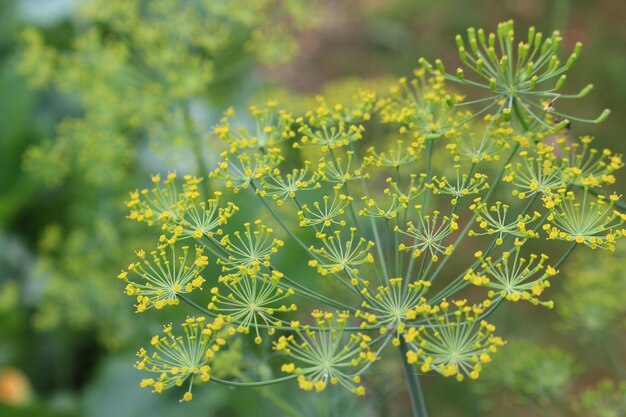 Photo close-up of flowering plant