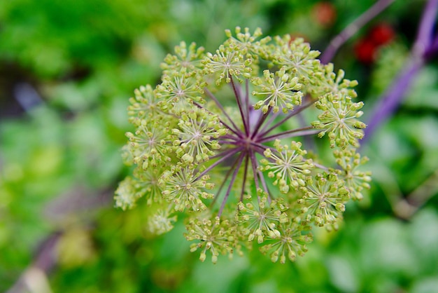 Close-up of flowering plant