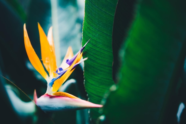 花をかせる植物のクローズアップ