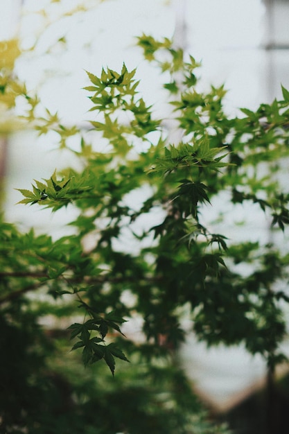 close-up of flowering plant