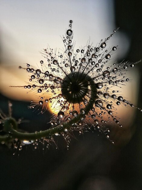 花をかせる植物のクローズアップ