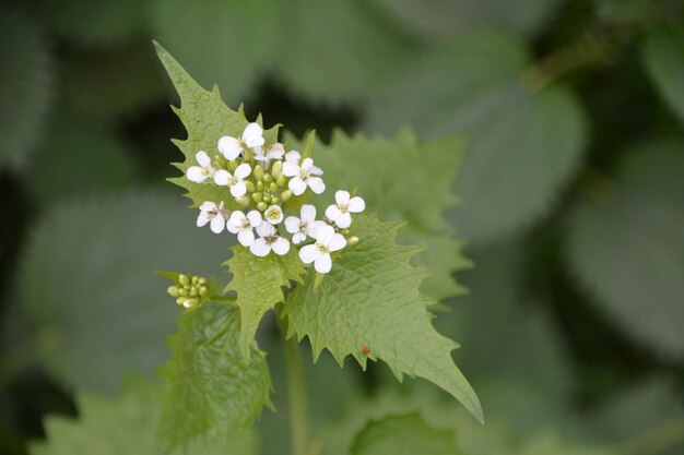 花をかせる植物のクローズアップ