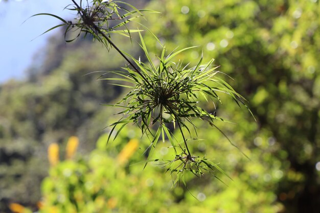 Photo close-up of flowering plant