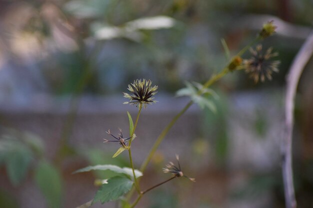 Photo close-up of flowering plant