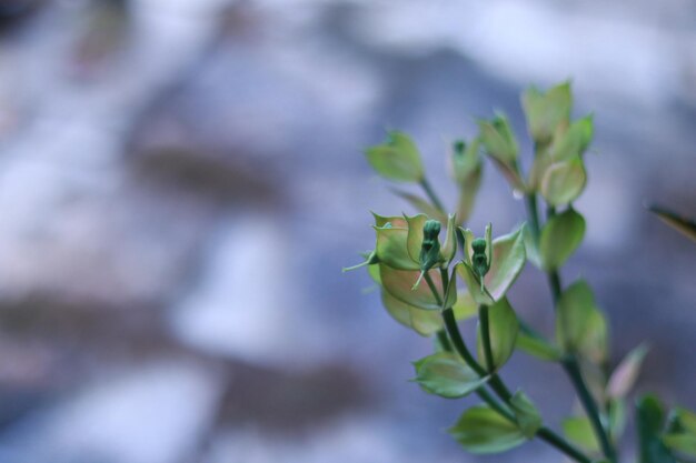 Close-up of flowering plant