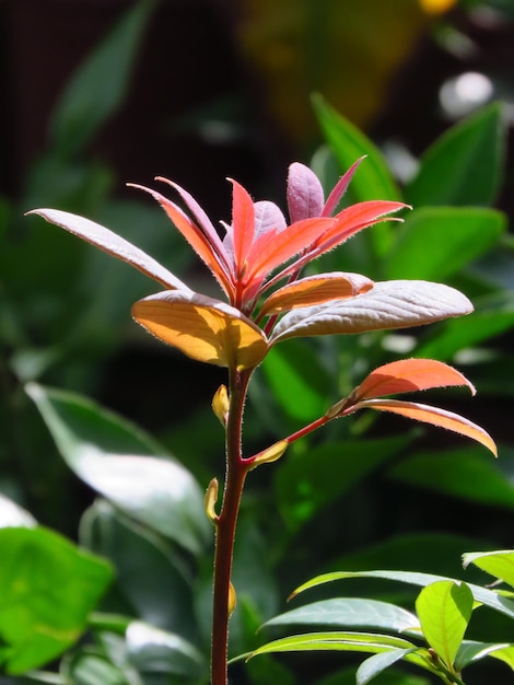 Foto close-up di una pianta da fiore