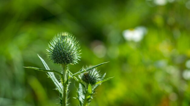 Close-up of flowering plant