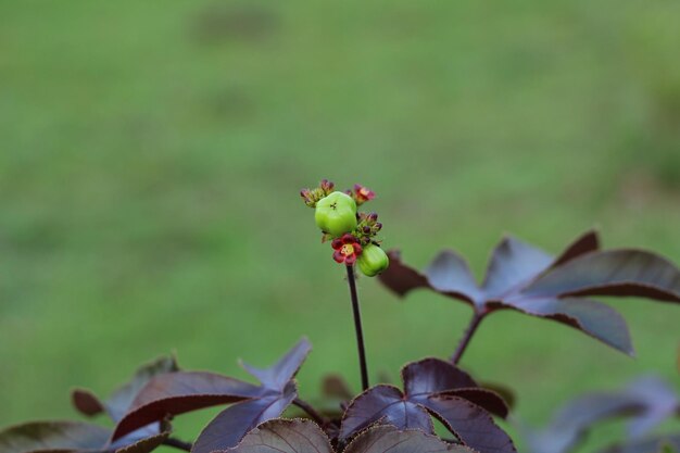 Foto prossimo piano di una pianta da fiore