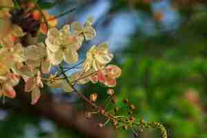 Photo close-up of flowering plant