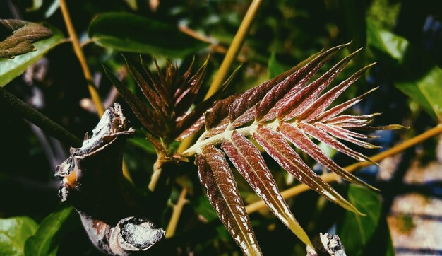 Close-up of flowering plant