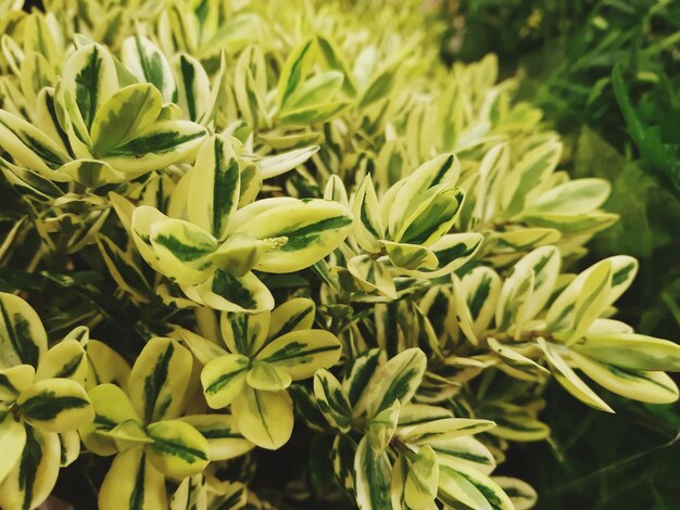 Photo close-up of flowering plant