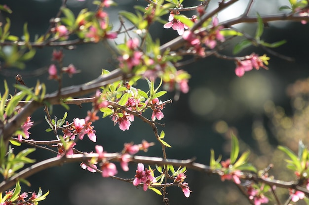 Photo close-up of flowering plant