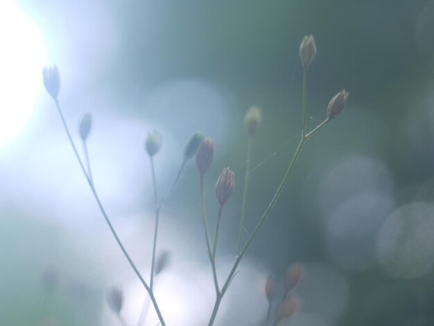 Photo close-up of flowering plant