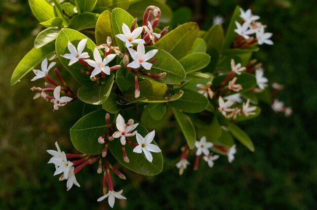 Foto prossimo piano di una pianta da fiore