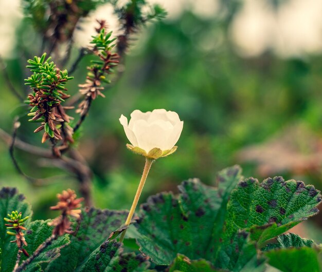 Photo close-up of flowering plant