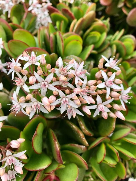 Foto prossimo piano di una pianta da fiore