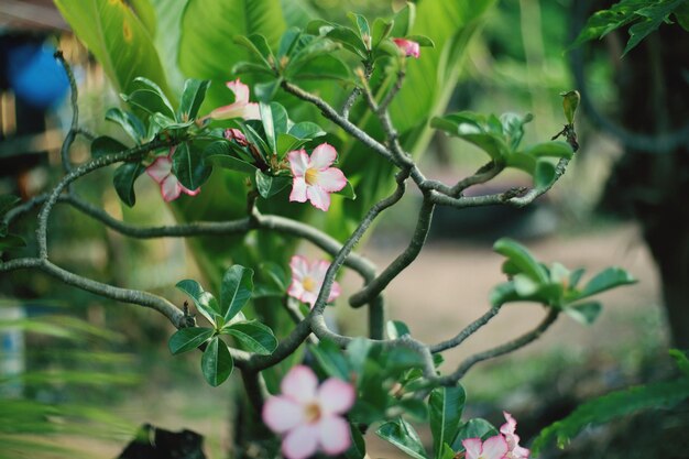 Foto prossimo piano di una pianta da fiore