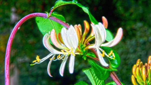 Close-up of flowering plant