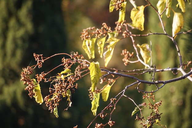 Foto prossimo piano di una pianta da fiore