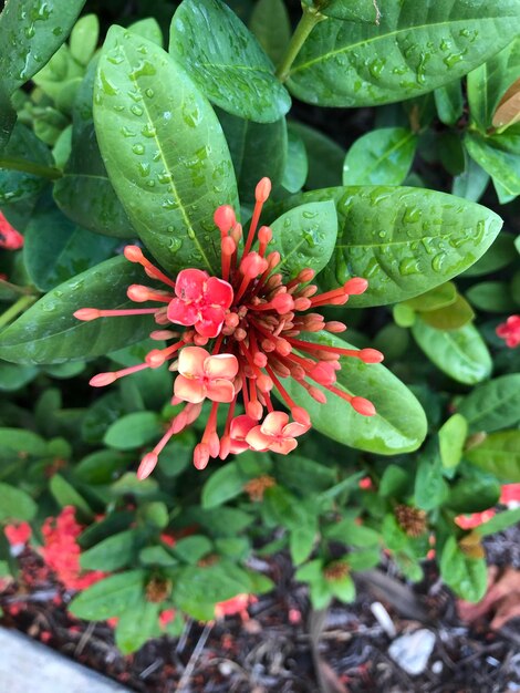 Close-up of flowering plant