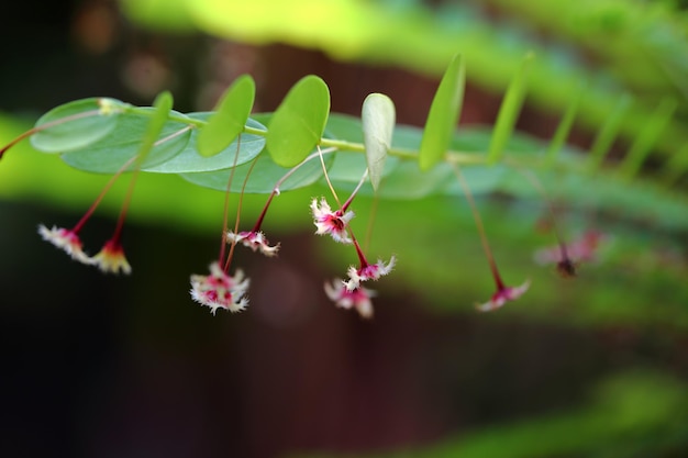 Foto prossimo piano di una pianta da fiore