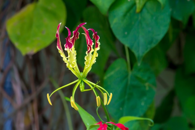 Photo close-up of flowering plant