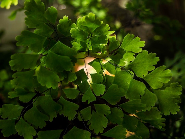 Close-up of flowering plant