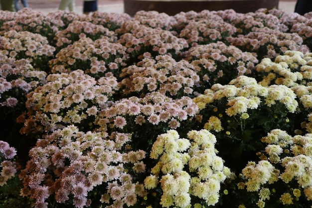 Foto prossimo piano di una pianta da fiore