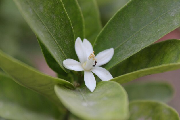 Foto prossimo piano di una pianta da fiore