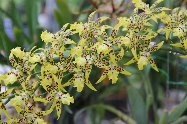 花をかせる植物のクローズアップ