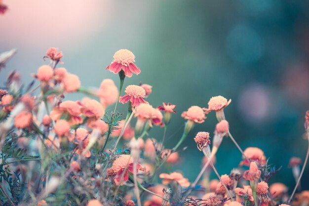 花をかせる植物のクローズアップ