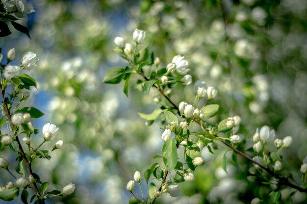 Close-up of flowering plant