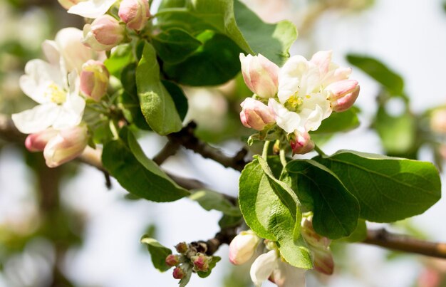 Photo close-up of flowering plant